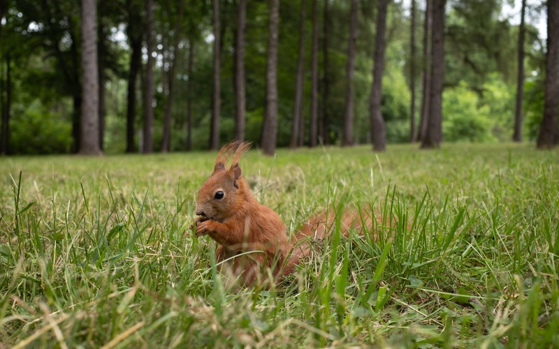 squirrel, nature, animals