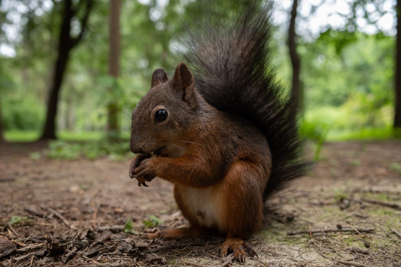 squirrel, animals, nature