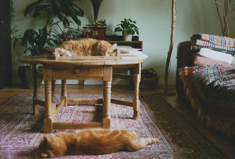 cats, indoors, animals, sleeping, mammals