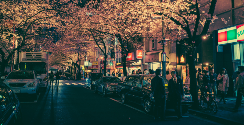 city, Japan, cherry trees, cherry blossom, car, Asia, trees