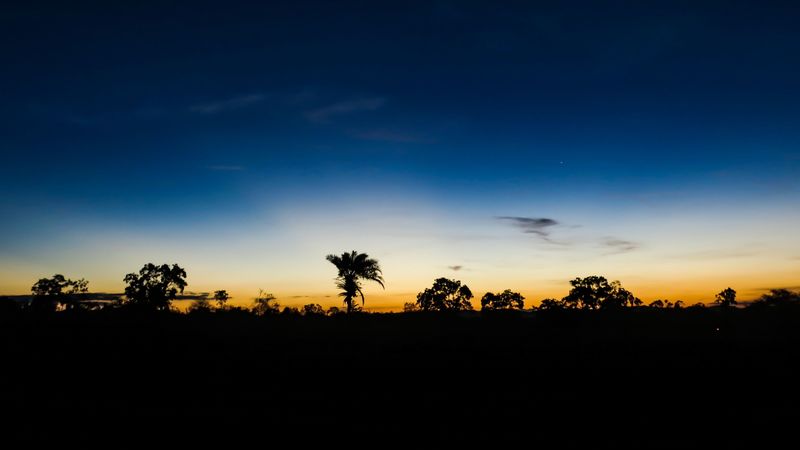 palm trees, horizon, night, sky, clouds, dark, 4k