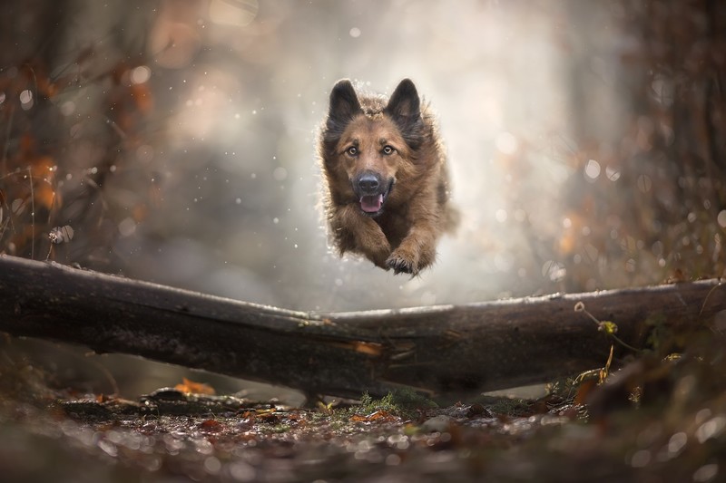 dog, animals, mammals, jumping, outdoors