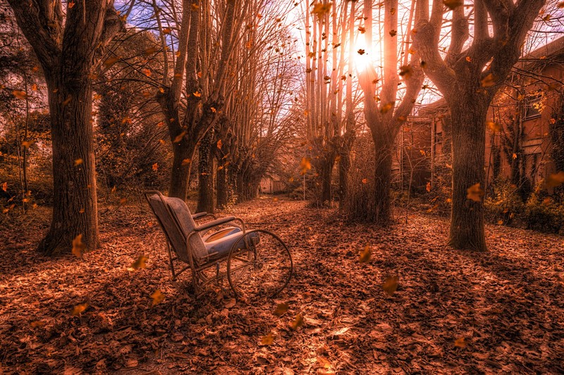 trees, sunlight, outdoors, chair, fall, leaves, wind