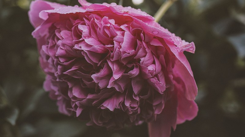flowers, plants, pink flowers, outdoors