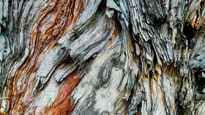 tree stump, wood, outdoors, texture