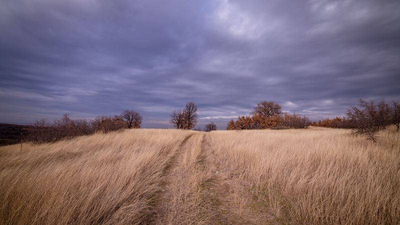 field, grass, trees, sky, clouds, 4k