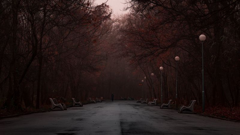 park, fog, silhouette, trees, 4k