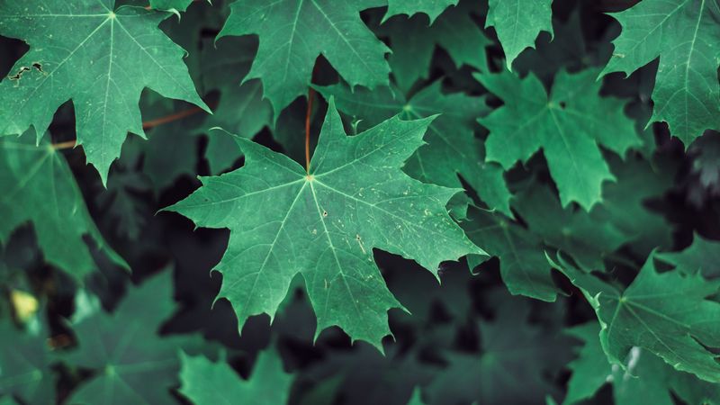 maple, leaves, branches, green, 4k
