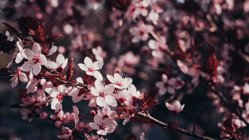 nature, flowers, plants, branch, Sakura blossom