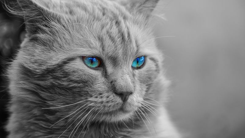 cat, blue-eyed, muzzle, photoshop, fluffy, bw, 4k