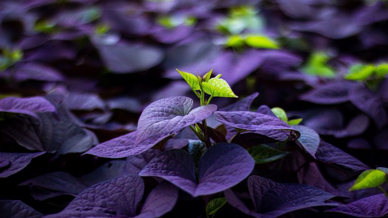 leaves, plant, sprout, blur, macro, 4k