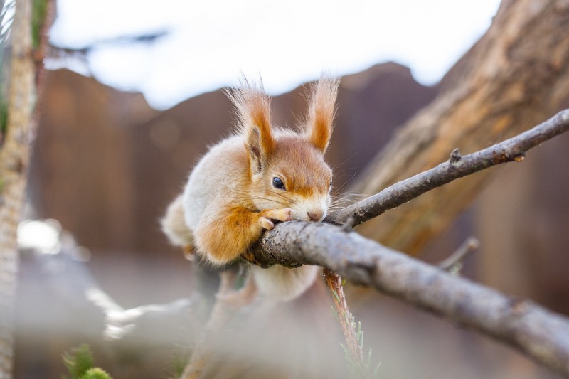 squirrel, nature, animals, mammals