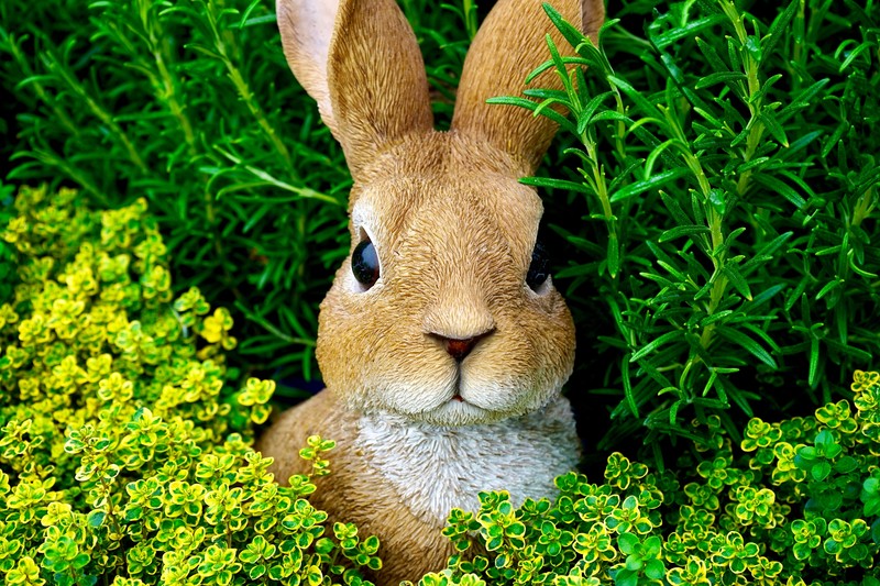 nature, rabbits, statue, leaves, bunny ears