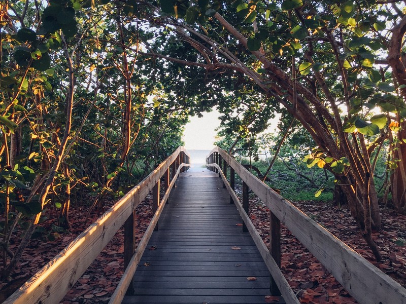 nature, bridge, trees, plants, wood, outdoors