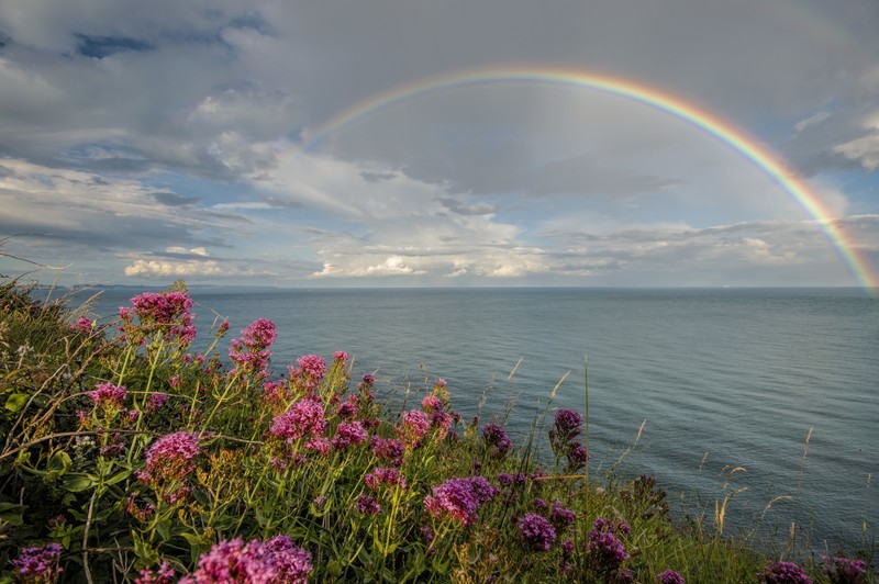 photography, rainbows, plants, water, flowers, sky