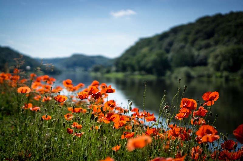 nature, river, flowers, red flowers, plants, poppies