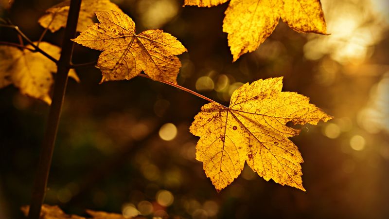 sheet, autumn, branch, blur, 4k