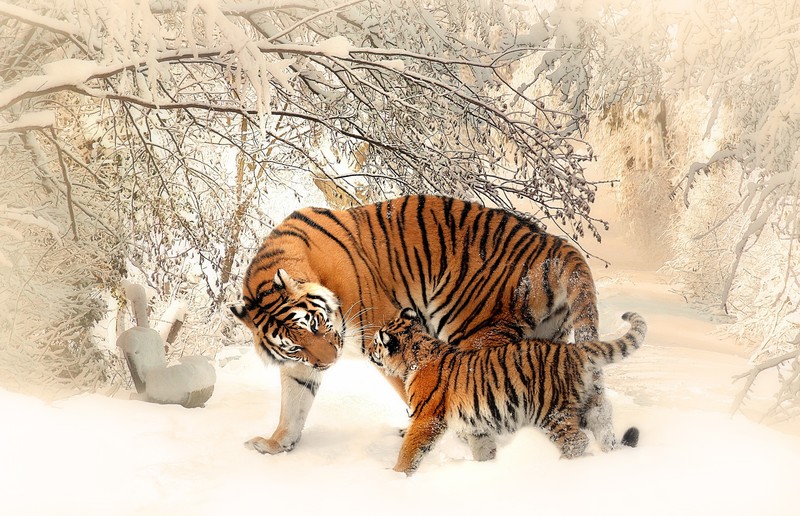 snow, tiger, Photoshop, baby animals
