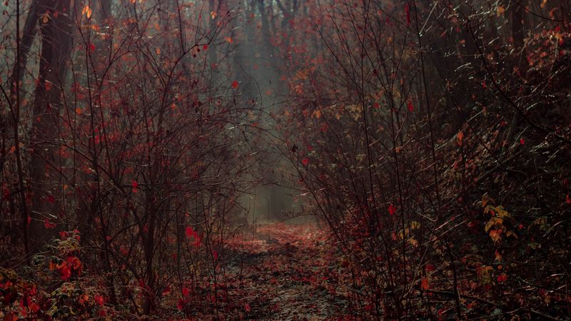 forest, branches, fog, autumn, foliage, 4k
