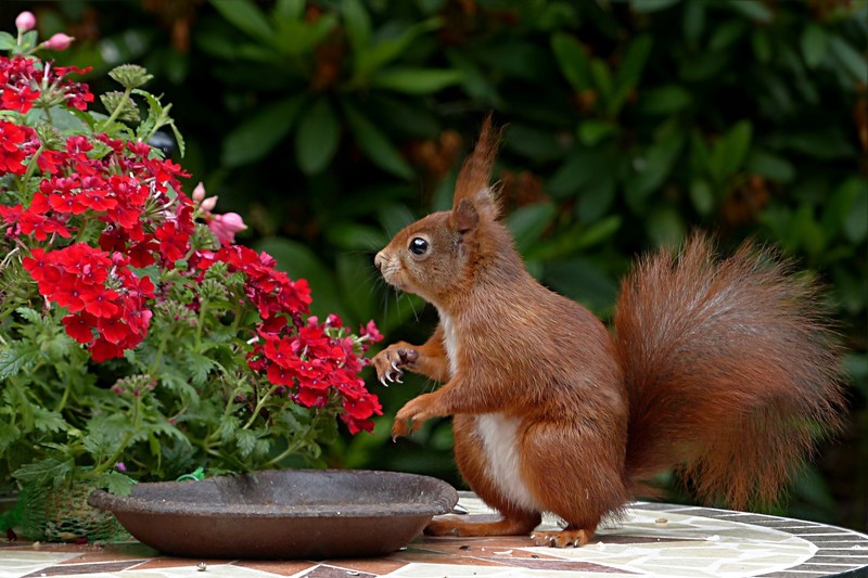 squirrel, flowers, animals, mammals