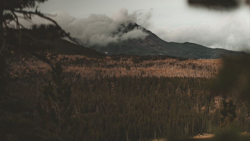 lake, mountain, fog, branches, aerial view, clouds, 4k