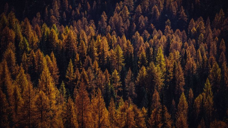 trees, aerial view, autumn, shadows, forest, 4k