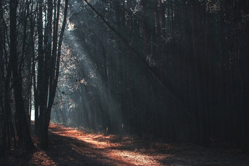 forest, fall, sun rays, road