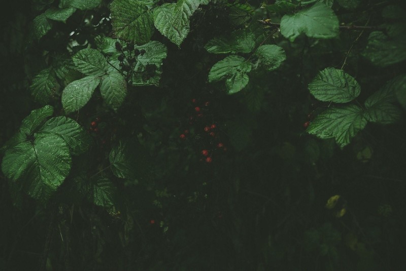 grass, forest, berries