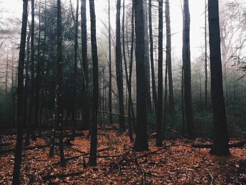 forest, trees, pine trees, mist, fall