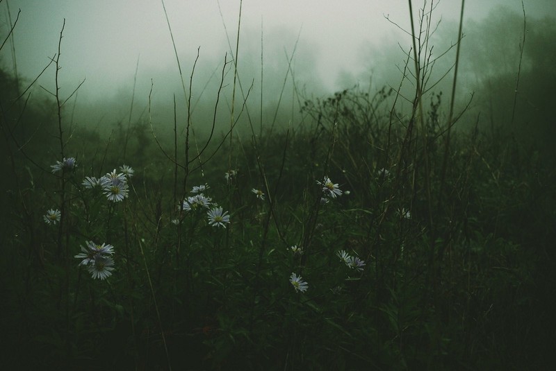 flowers, mist, forest, grass