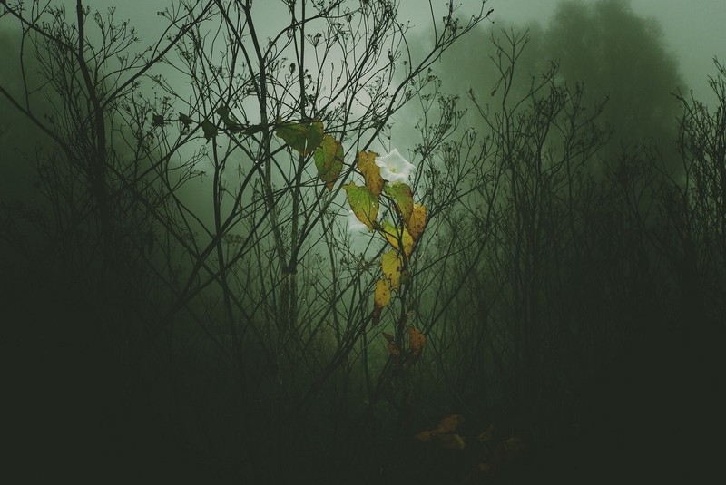 forest, trees, mist, green