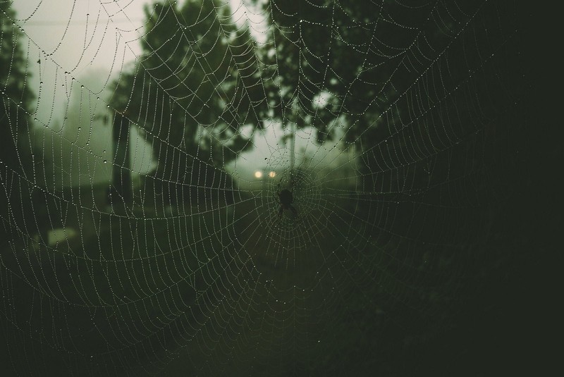 spider, forest, water drops, spider webs, trees, mist, green