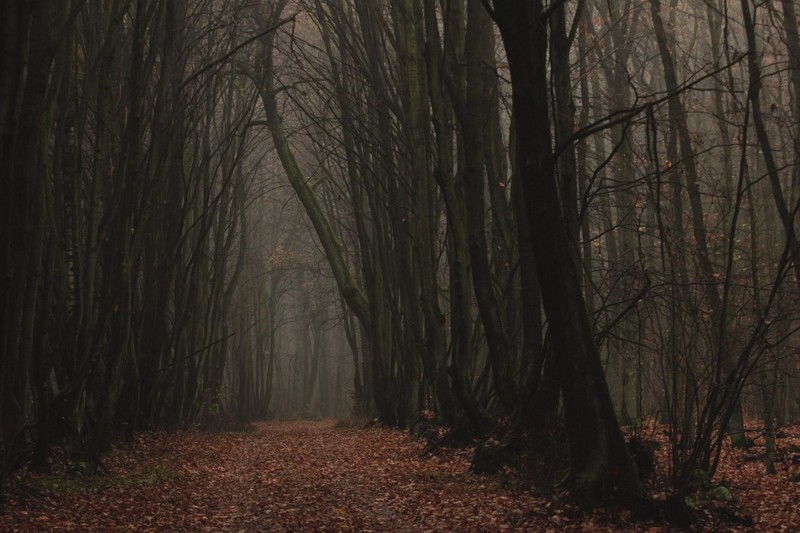 forest, fall, mist, trees