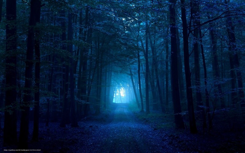 forest, filter, pathway, blue, road, cyan