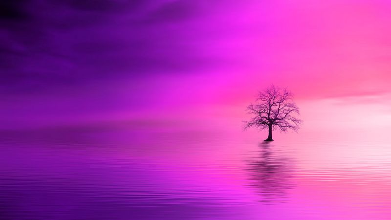 tree, pink, horizon, lonely, 4k