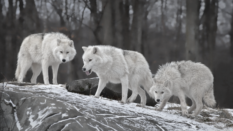 wolf, snow, forest, trees