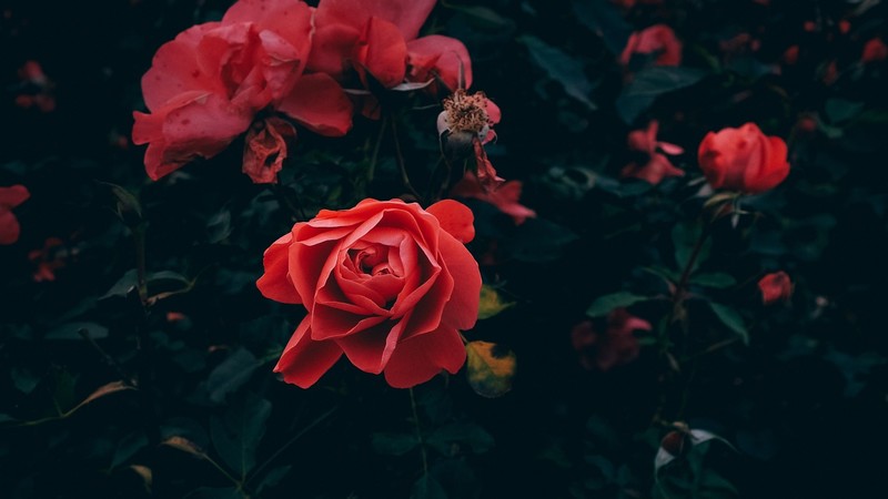 nature, plants, flowers, roses, red flowers