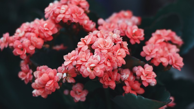 nature, plants, flowers, blooming