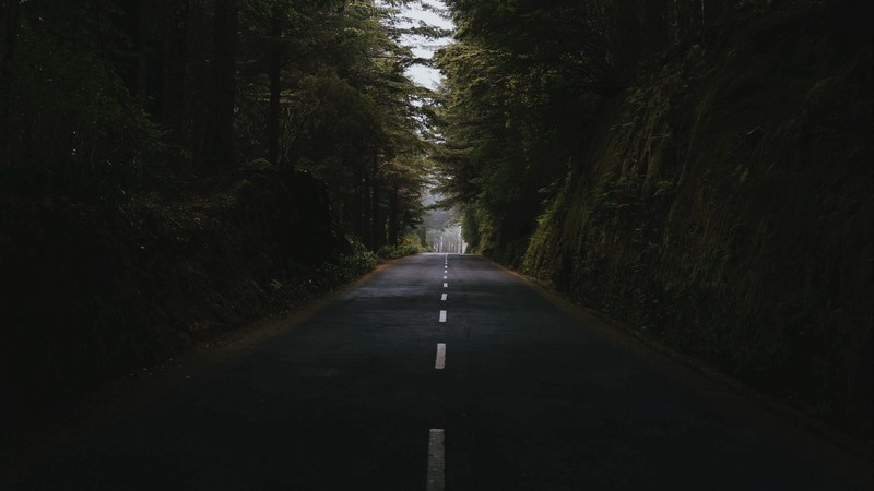landscape, nature, road, trees, forest