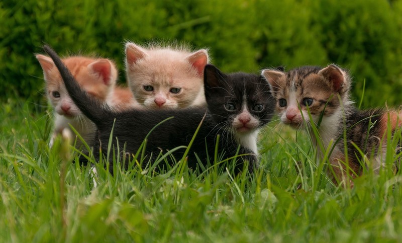 baby animals, grass, outdoors, mammals, kittens, cats, animals