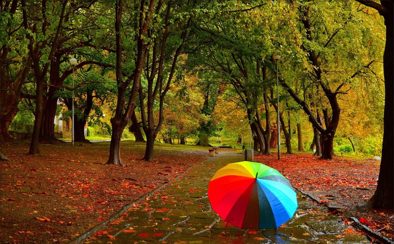 umbrella, photography, park, fall, wet