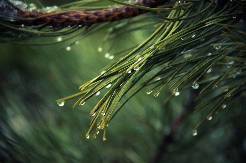 nature, trees, pine trees, water drops, closeup, branch