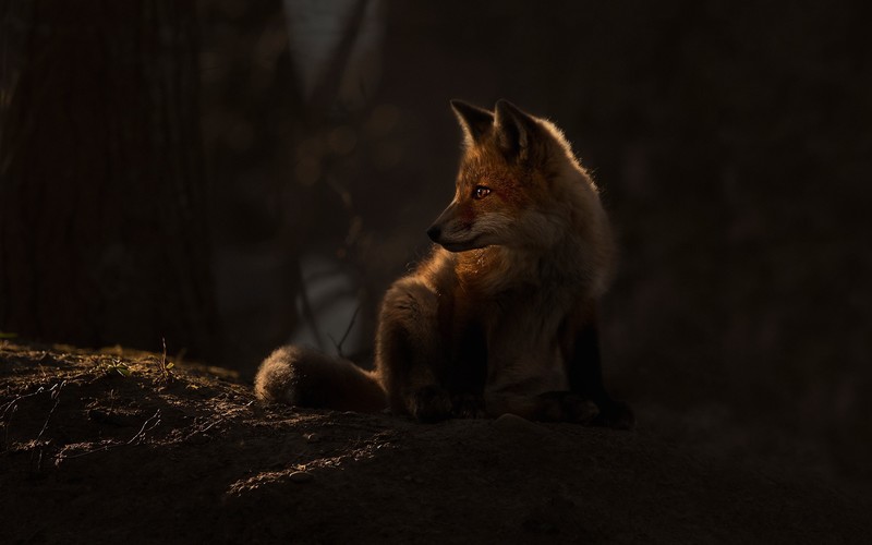 dark, fox, animals, mammals