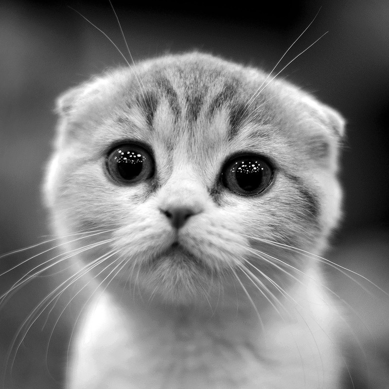 cats, animals, mammals, monochrome