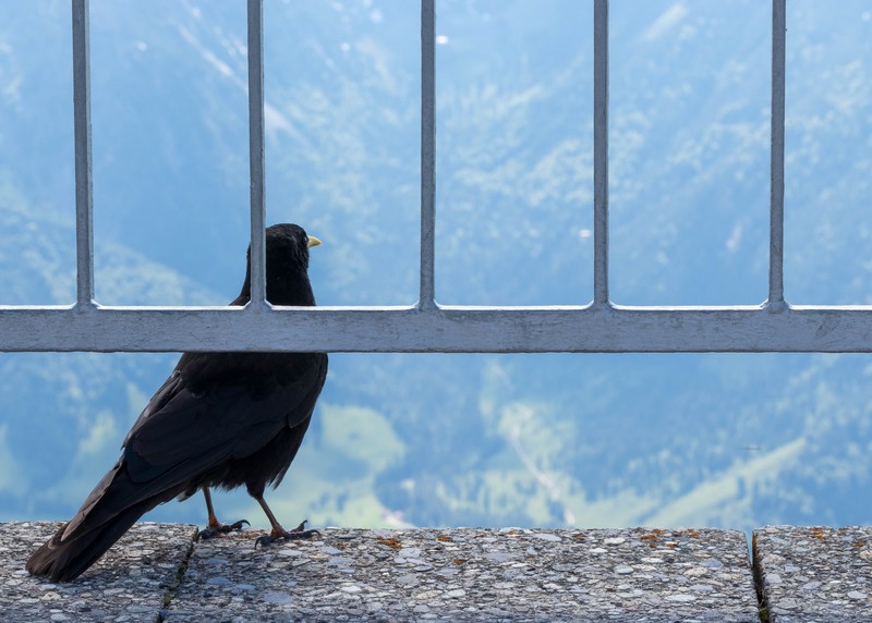 birds, nature, fence, calm, animals