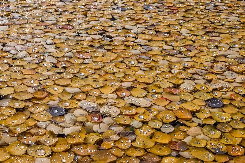 plants, outdoors, leaves, water, fall, yellow, water drops, fallen leaves