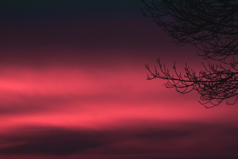purple, pink, sky, branch