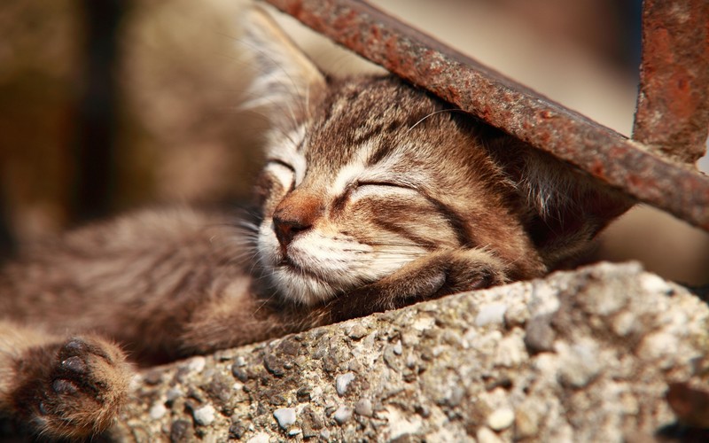 closed eyes, animals, mammals, cats, sleeping, photography
