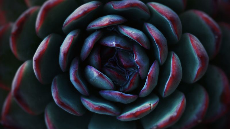 succulent, flower, petals, macro, 4k