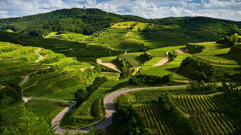 nature, landscape, field, grass, road